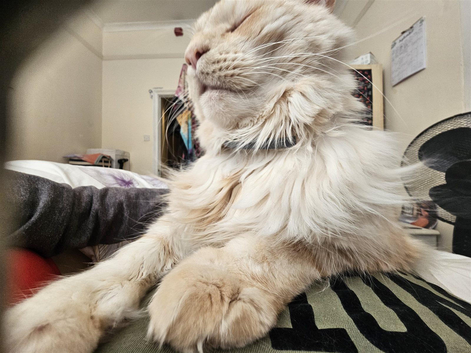 A close-up of Ambrose looking content