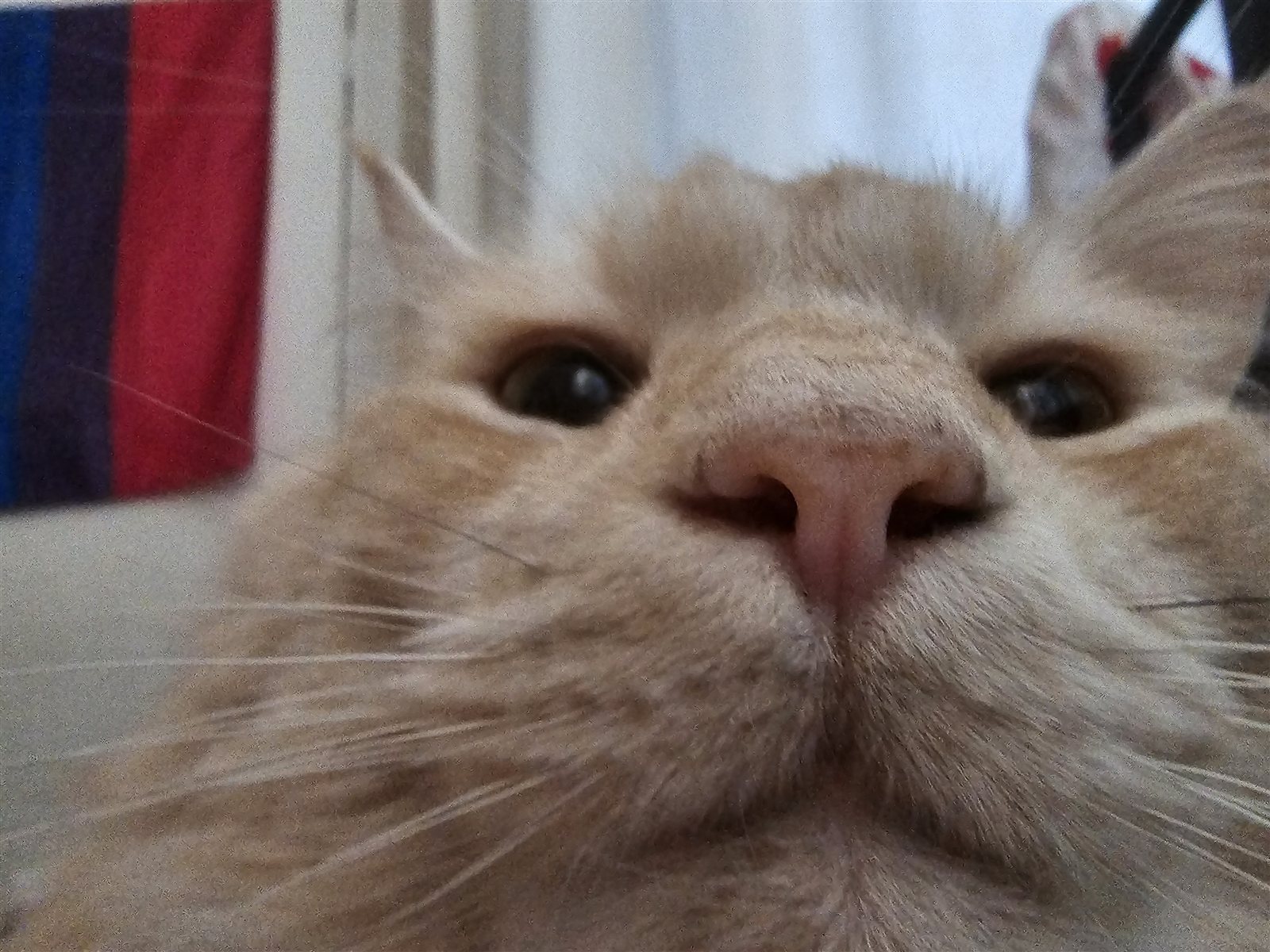 An extreme close-up of Ambrose looking into the camera