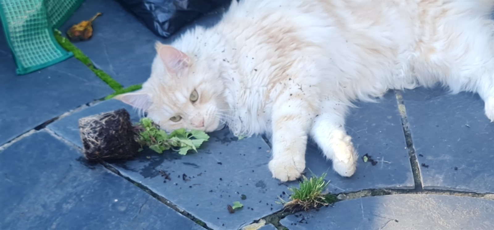 Ambrose lying beside a toppled plant pot
