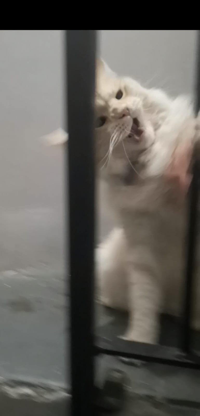 Ambrose meowing through a railing