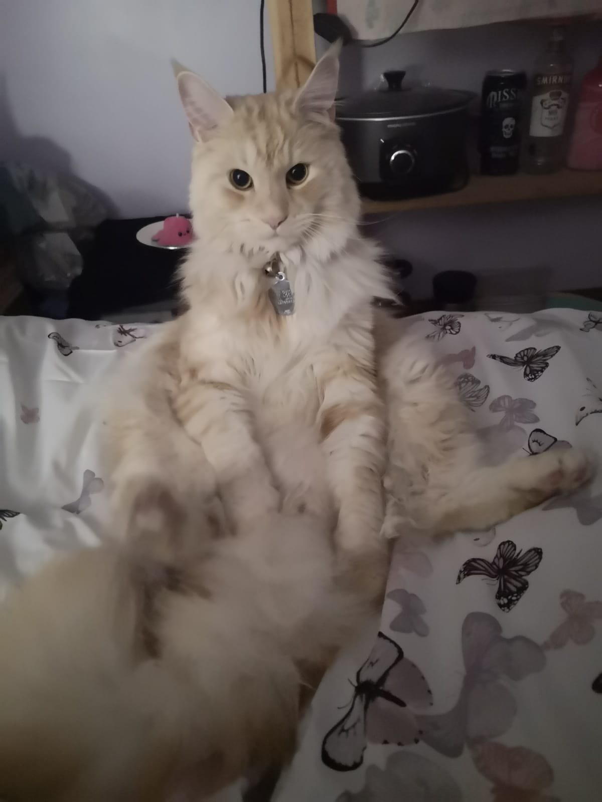 Ambrose sitting upright on a butterfly-patterned bed