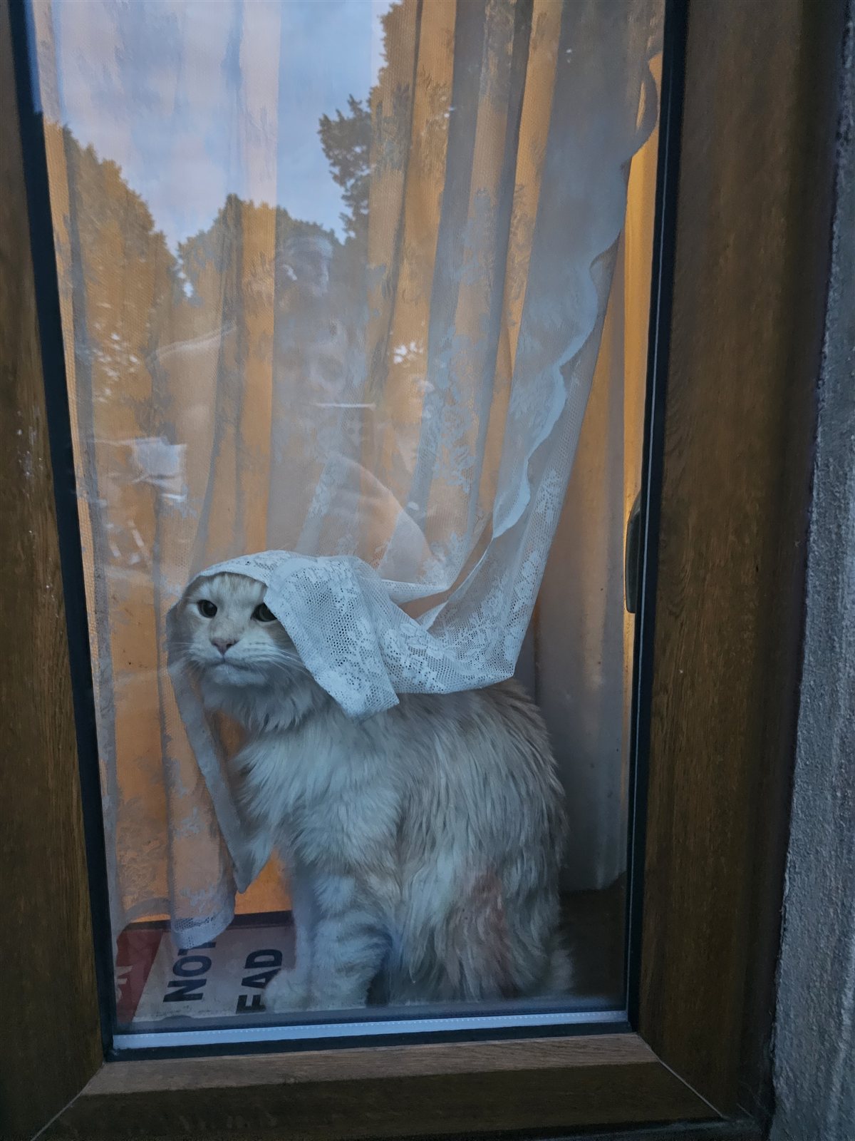 Ambrose peeking out from behind a lace curtain